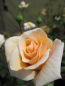 Preview: Edelrose Spectacular Palace